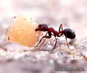 اعتیاد مورچه ها به مورفین