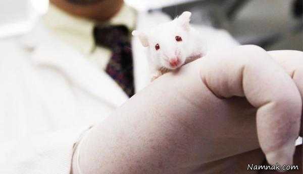درمان ناباروری مردان | درمان ناباروری مردان با پروتئین موش !!