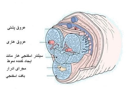 شکستگی آلت تناسلی | علت و عوارض شکستگی آلت تناسلی مردان + راه درمان