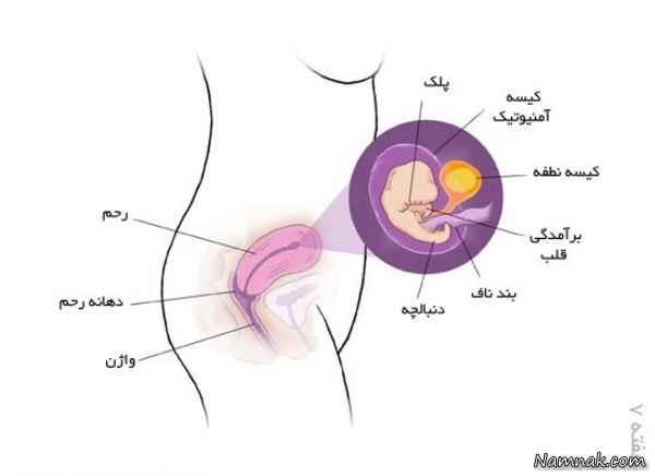 بارداری هفته به هفته | هفته هفتم بارداری