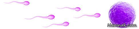اسپرم | میزان اسپرم لازم برای حامله شدن