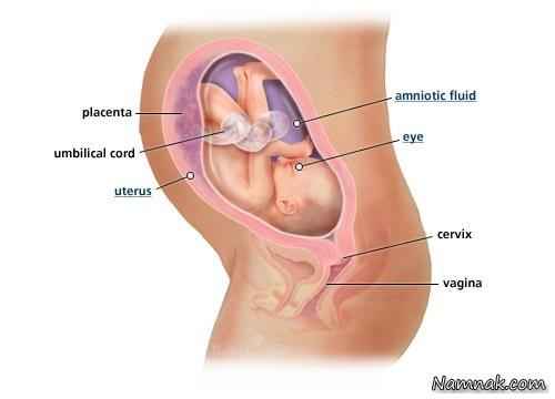 بارداری هفته به هفته | هفته سی ام بارداری