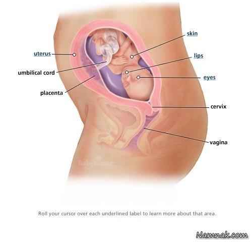 هفته بیست و دوم بارداری