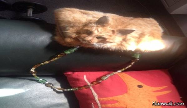 فروش کیف زنانه با پوست گربۀ مرده در نیوزیلند + عکس