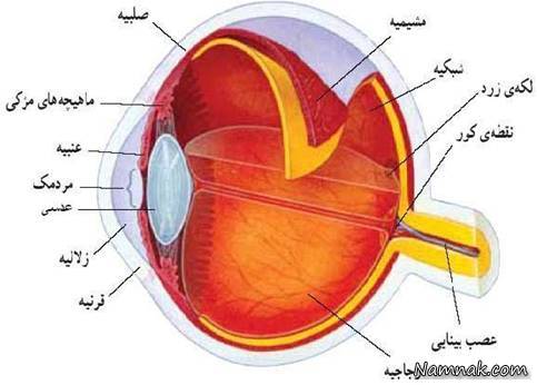 از علل ایجاد بیماری شبکیه چشم تا درمان آن
