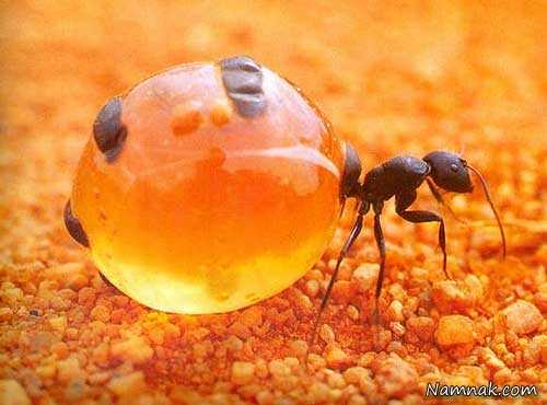 بهترین موبرها ، تخم مورچه یا پودر ؟
