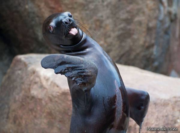 عکسهای جالب و خنده دار از زبان درازی حیوانات