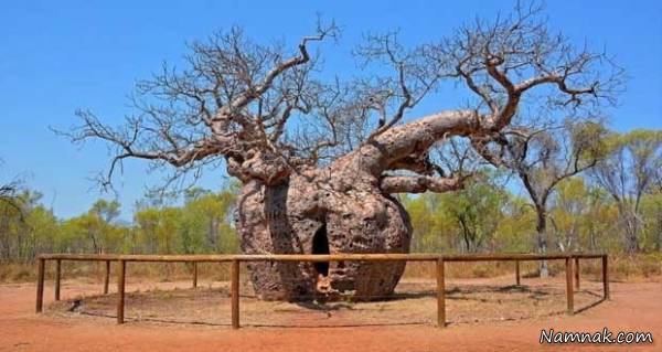 درخت زندان 1500 ساله! + عکس