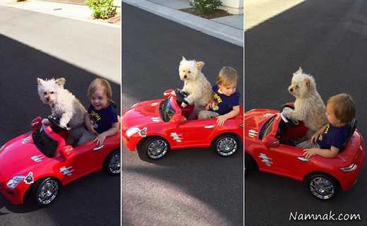 سگ باهوش راننده شخصی یک پسربچه! + تصاویر