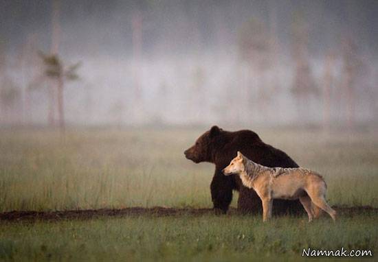 دوستی عجیب و جالب خرس و گرگ + عکس