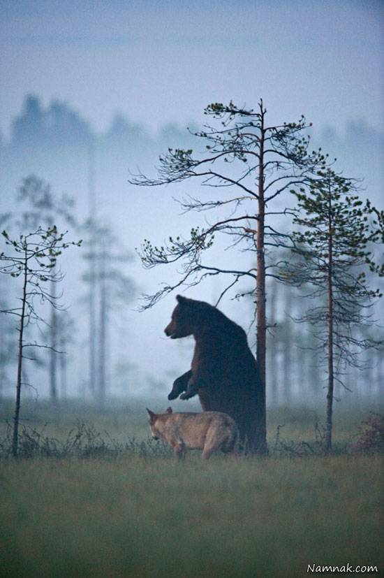 دوستی عجیب و جالب خرس و گرگ + عکس