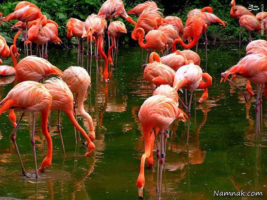 بزرگترین باغ پرندگان دنیا در سنگاپور + تصاویر
