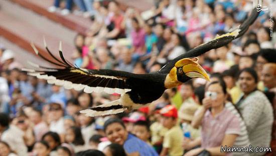 بزرگترین باغ پرندگان دنیا در سنگاپور + تصاویر