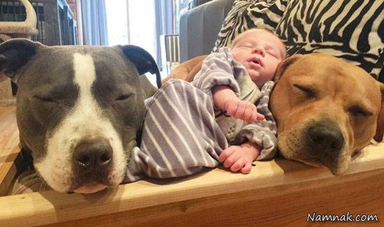 رابطه باور نکردنی حیوانات خانگی با یک نوزاد! + تصاویر