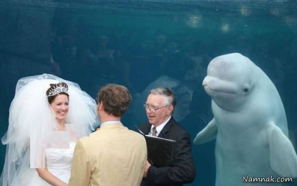 نهنگ سفید ساقدوش عروس و داماد شد! +عکس