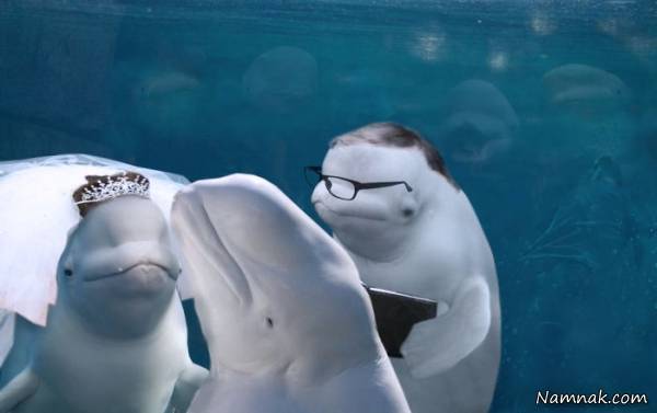 نهنگ سفید ساقدوش عروس و داماد شد! +عکس