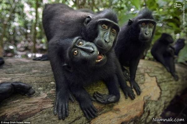 ذوق زده شدن میمون ها از دیدن دوربین + عکس