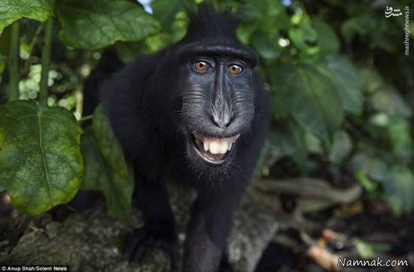 ذوق زده شدن میمون ها از دیدن دوربین + عکس
