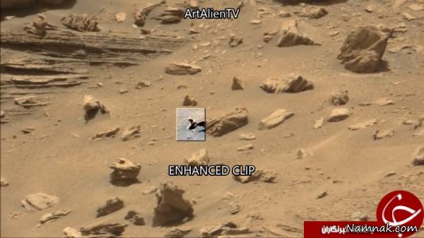 کشف سوسمار در کره مریخ! + تصاویر