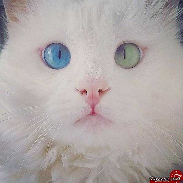 گربه ای با چشمان دو رنگ! + تصاویر