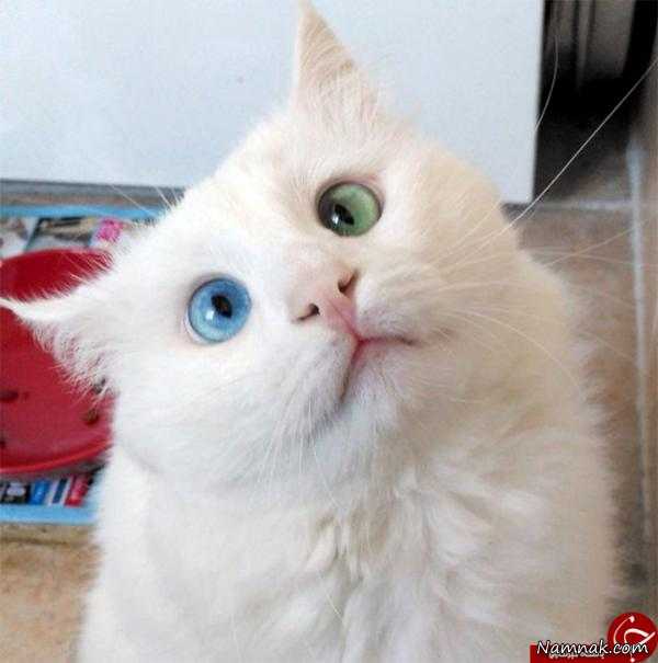 گربه ای با چشمان دو رنگ! + تصاویر