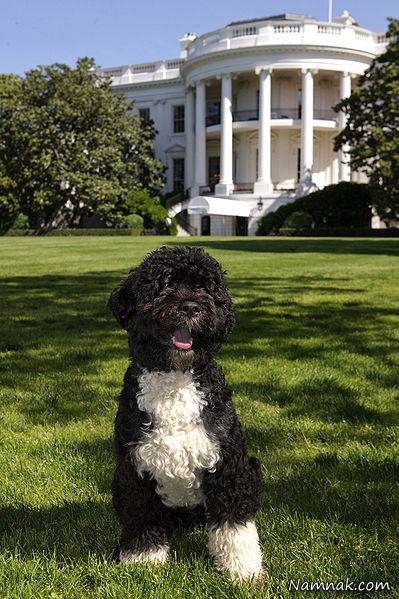 سگ های خانگی اوباما رئیس جمهور آمریکا + تصاویر