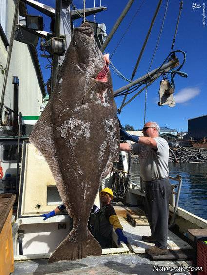 صید ماهی 150 کیلویی در آلاسکا + عکس