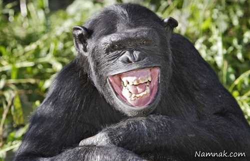 عکسهای جذاب و دیدنی از لبخند حیوانات! + تصاویر