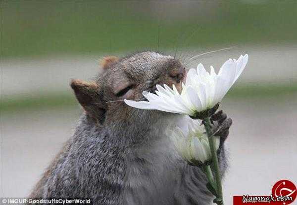 حیوانات گل ها را چگونه بو می کنند؟ + تصاویر