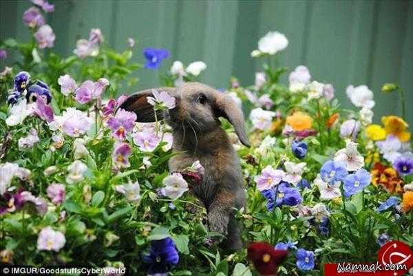 حیوانات گل ها را چگونه بو می کنند؟ + تصاویر