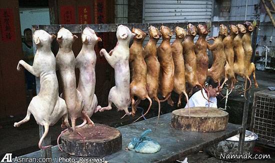توقف جشنواره سگ خوری در چین با 11 میلیون امضاء + تصاویر