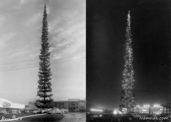 رکورد بلندترین درخت کریسمس دنیا در گینس + عکس