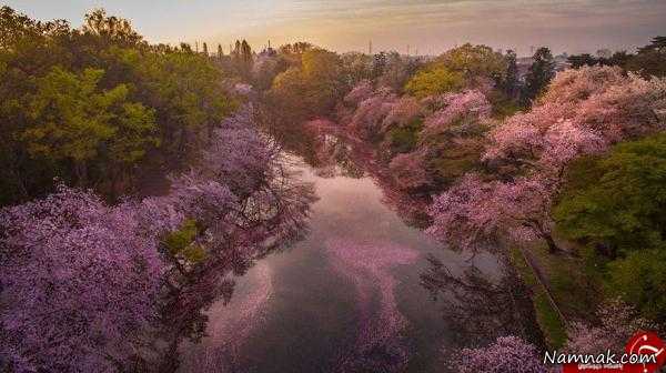 دریاچه شگفت انگیز پر از شکوفه + تصاویر