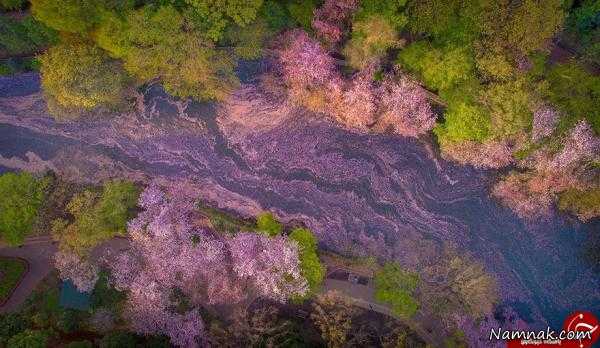 دریاچه شگفت انگیز پر از شکوفه + تصاویر