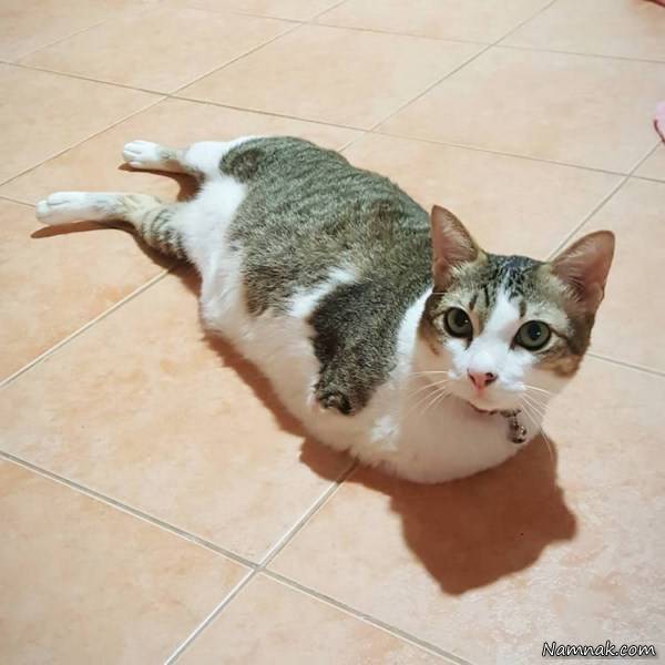 گربه ای که روی 2 پا زندگی می کند! + تصاویر