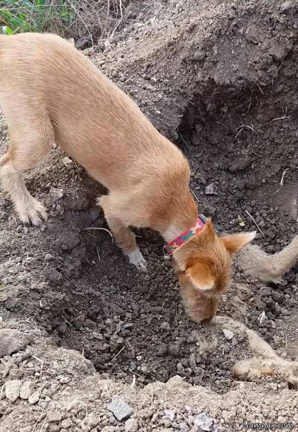 تصاویر تکان دهنده سگی که برادر مرده اش را دفن می کند
