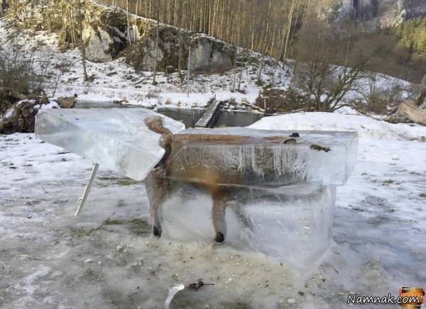 یخ زدن روباه به شکلی باورنکردنی! + عکس