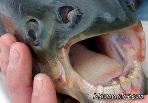 ماهی عجیب الخلقه با دندان هایی شبیه به انسان! + عکس