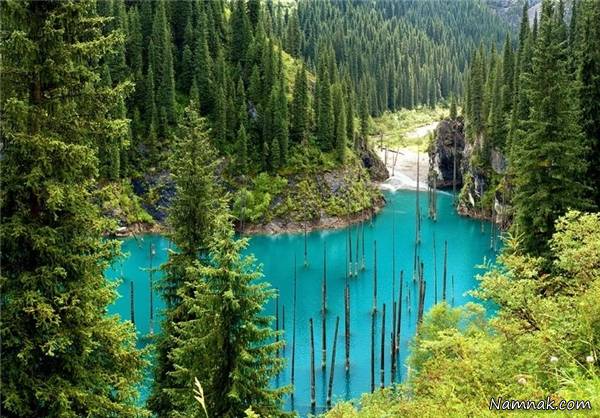 جنگل زیر آب عجیب ترین دریاچه دنیاست! + عکس