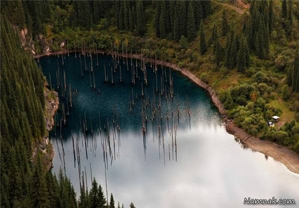 جنگل زیر آب عجیب ترین دریاچه دنیاست! + عکس