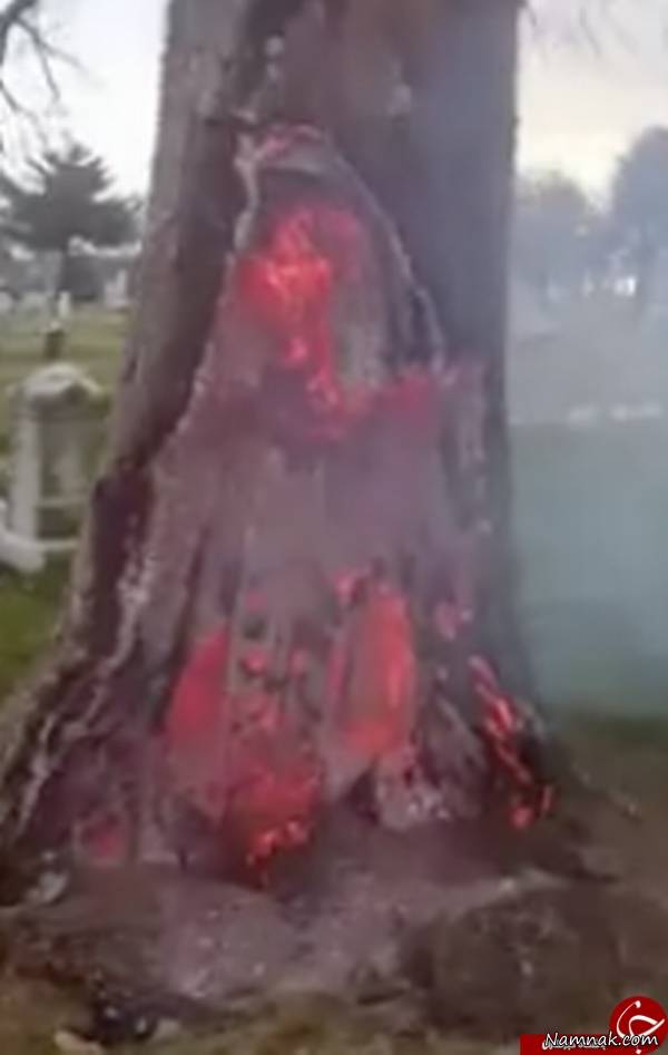 روح جهنمی درون درخت آتشین +عکس