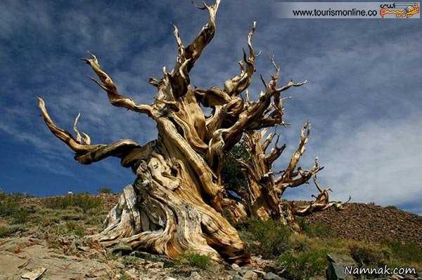 درختان کهنسال با قدمت چند هزار ساله +عکس