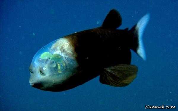 داخل سر این ماهی عجیب دیده می شود