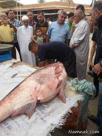 صید ماهی عظیم الجثه توسط یک ماهیگیر + عکس