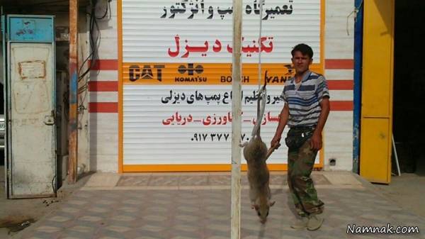 شکار موش 27 کیلویی در بوشهر + عکس