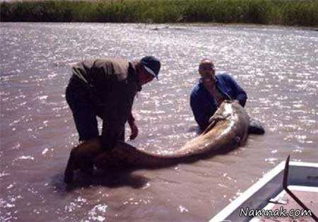 صید بزرگترین ماهی استخوانی به طول بیش از 4 متر + عکس