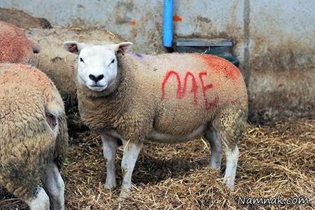 عجیب ترین خواستگاری با کمک 4 گوسفند! + تصاویر