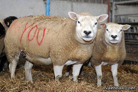 عجیب ترین خواستگاری با کمک 4 گوسفند! + تصاویر