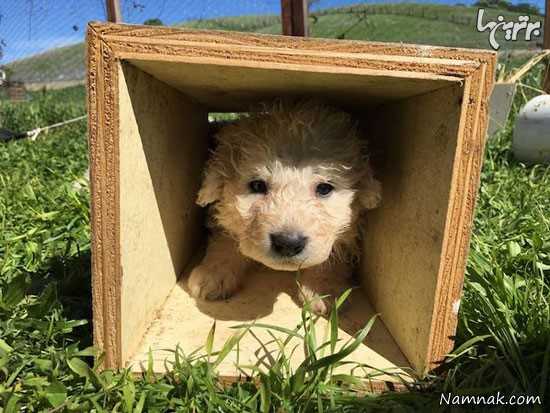 17 توله سگ متولد شده در یک زایمان! + تصاویر