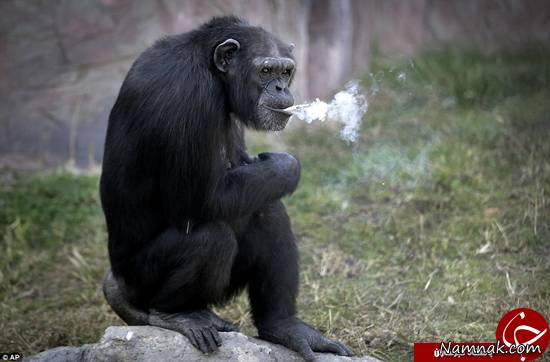 این میمون روزی یک پاکت سیگار می کشد! + تصاویر